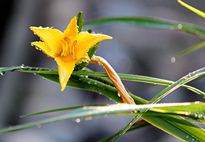 Morning Dew on Yellow Flower